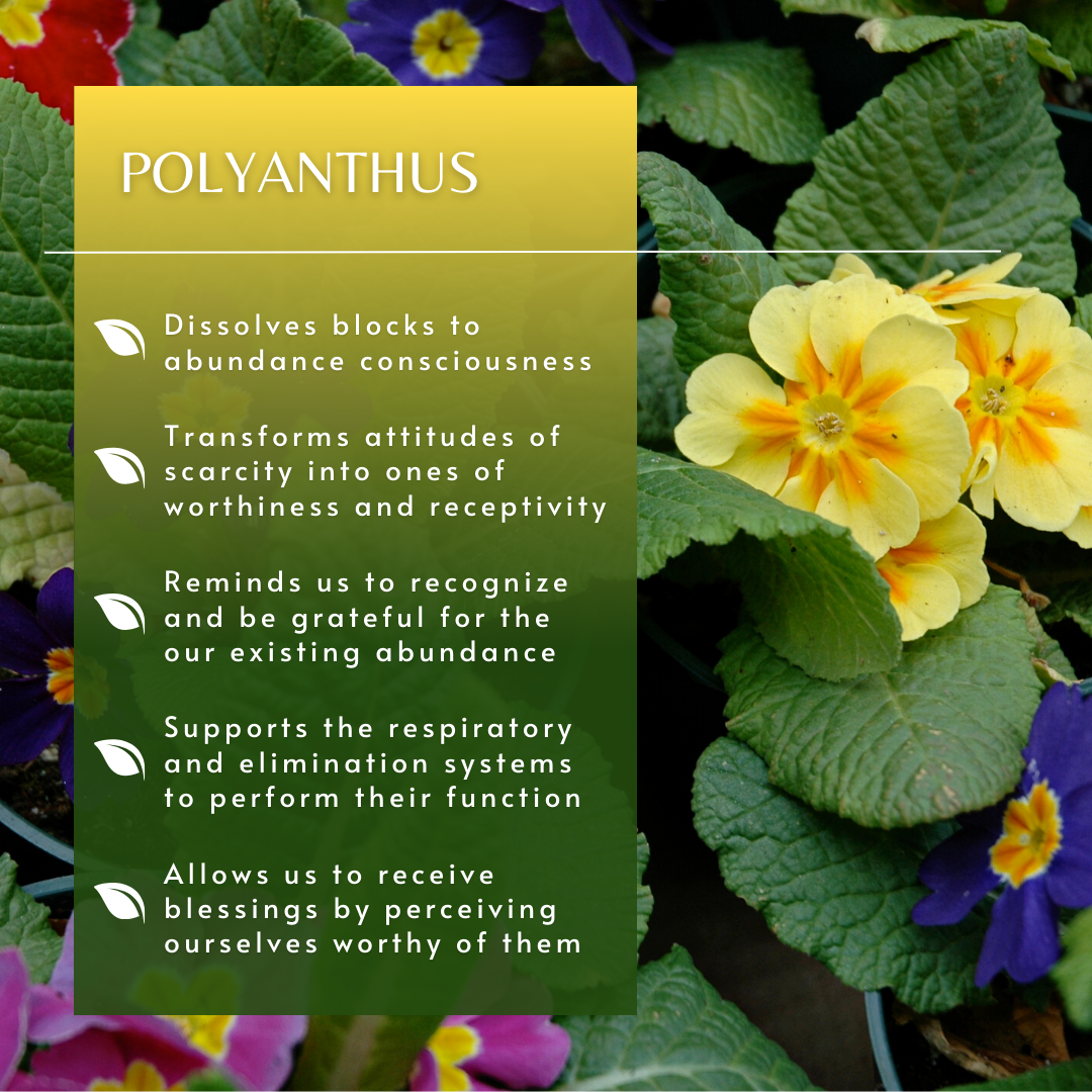 Polyanthus | Flower Essence