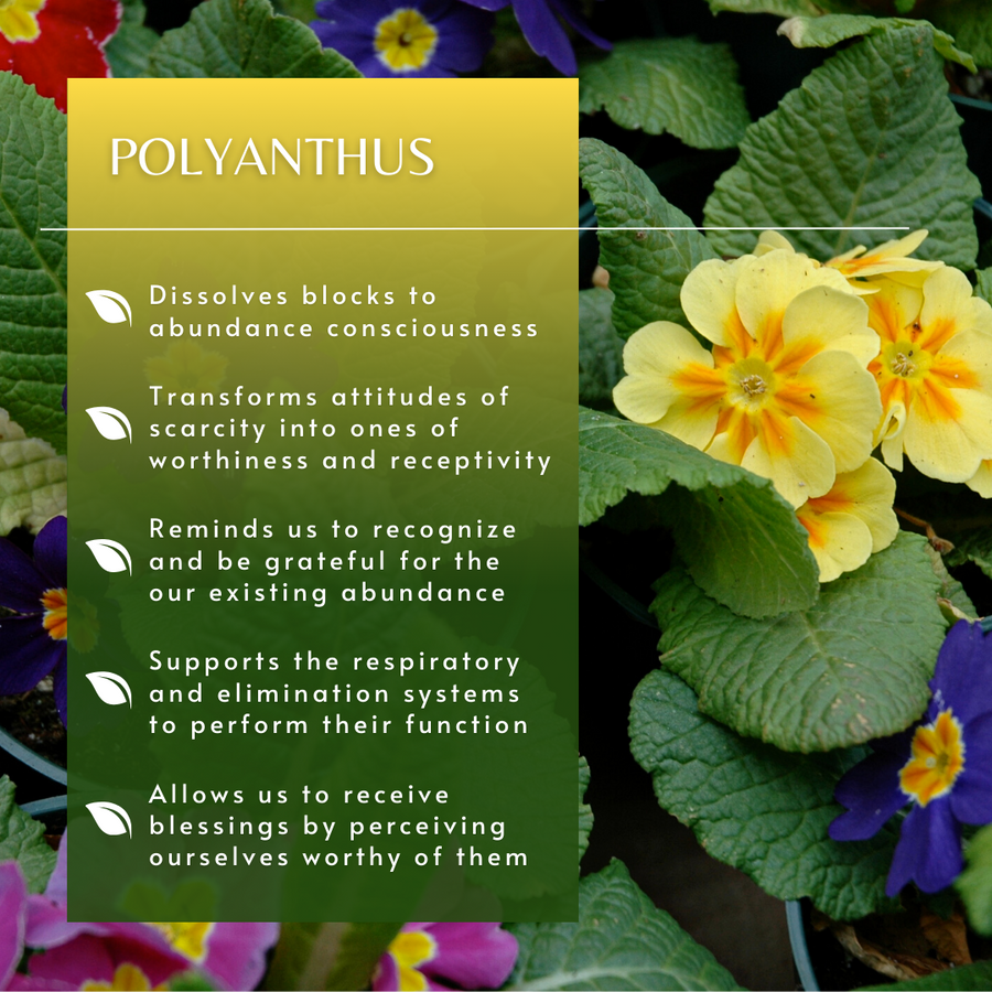 Polyanthus Flower Essence