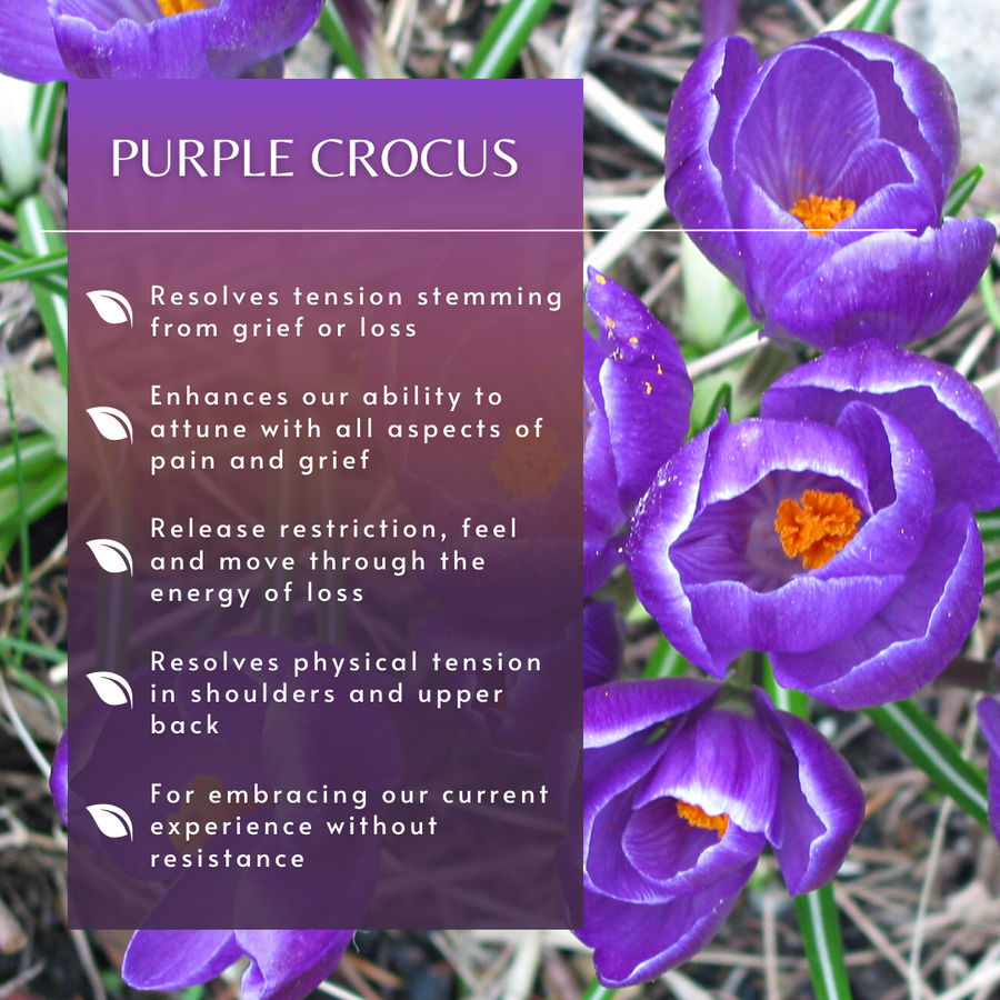 Purple Crocus Flower Essence