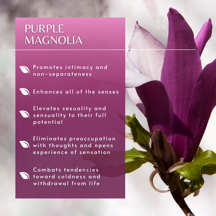 Purple Magnolia Flower Essence