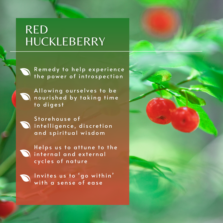 Red Huckleberry Flower Essence