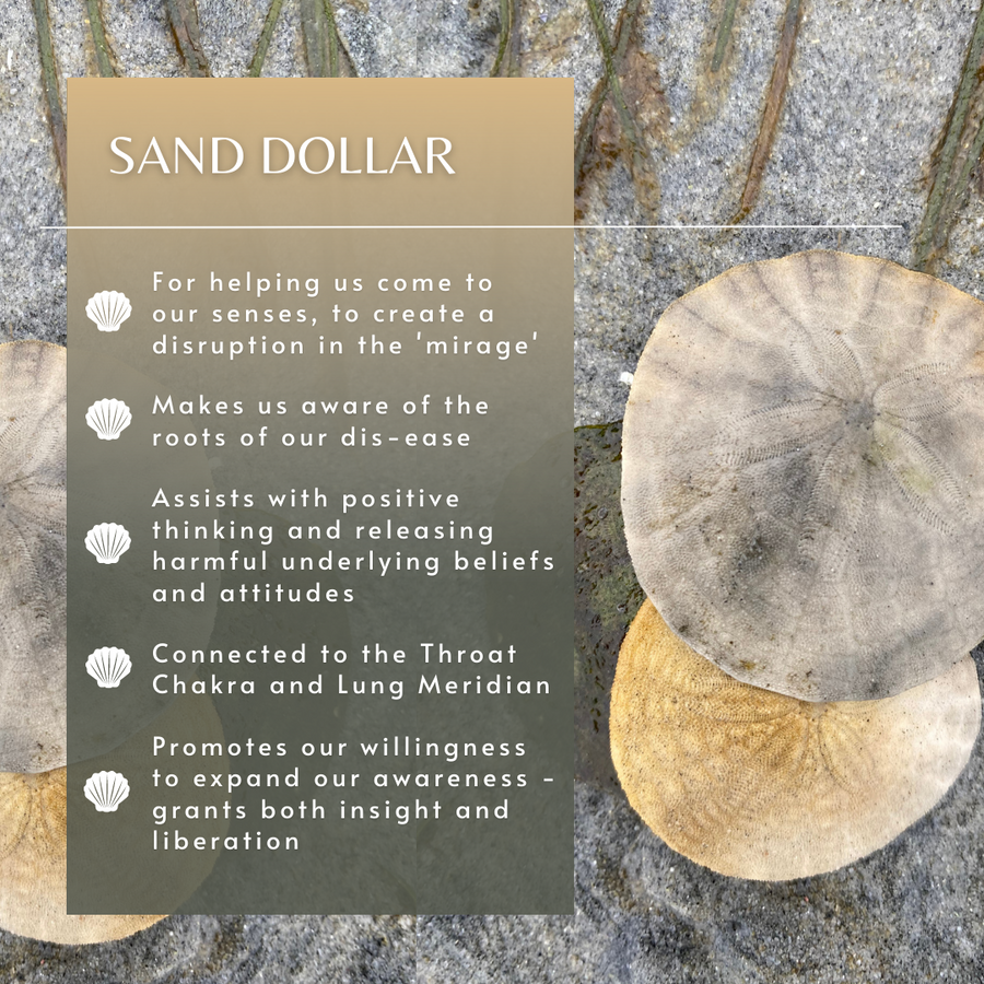 Sand Dollar Sea Essence