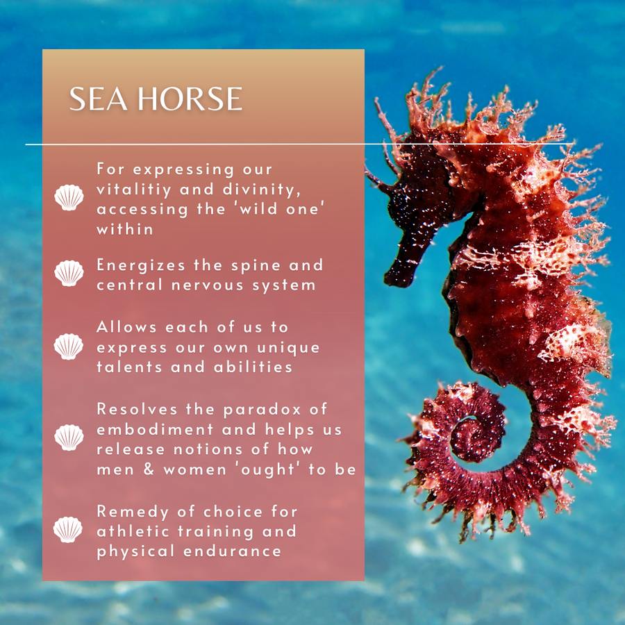 Sea Horse Sea Essence