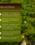 Kit 5 - Sea Essences (12 x 7.5 ML)