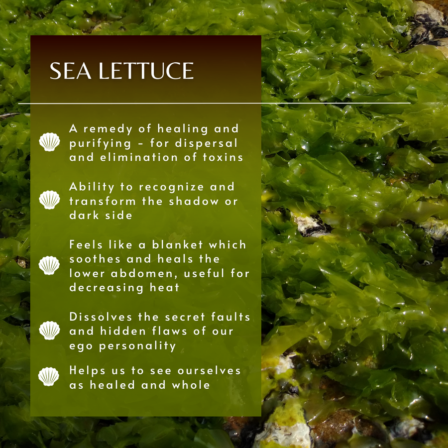 Sea Lettuce Sea Essence