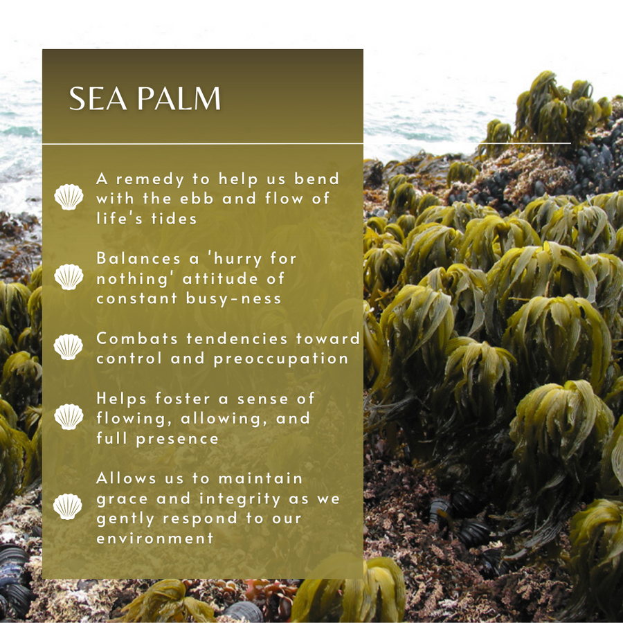 Sea Palm Sea Essence