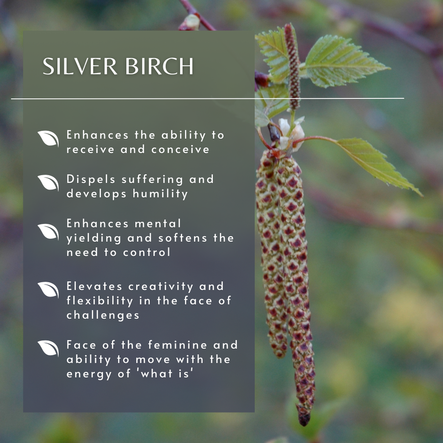 Silver Birch Flower Essence