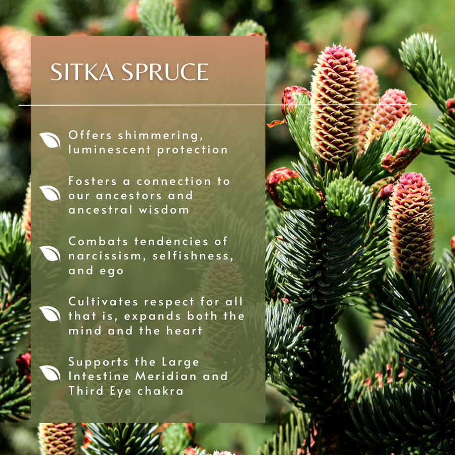 Sitka Spruce Tree Essence