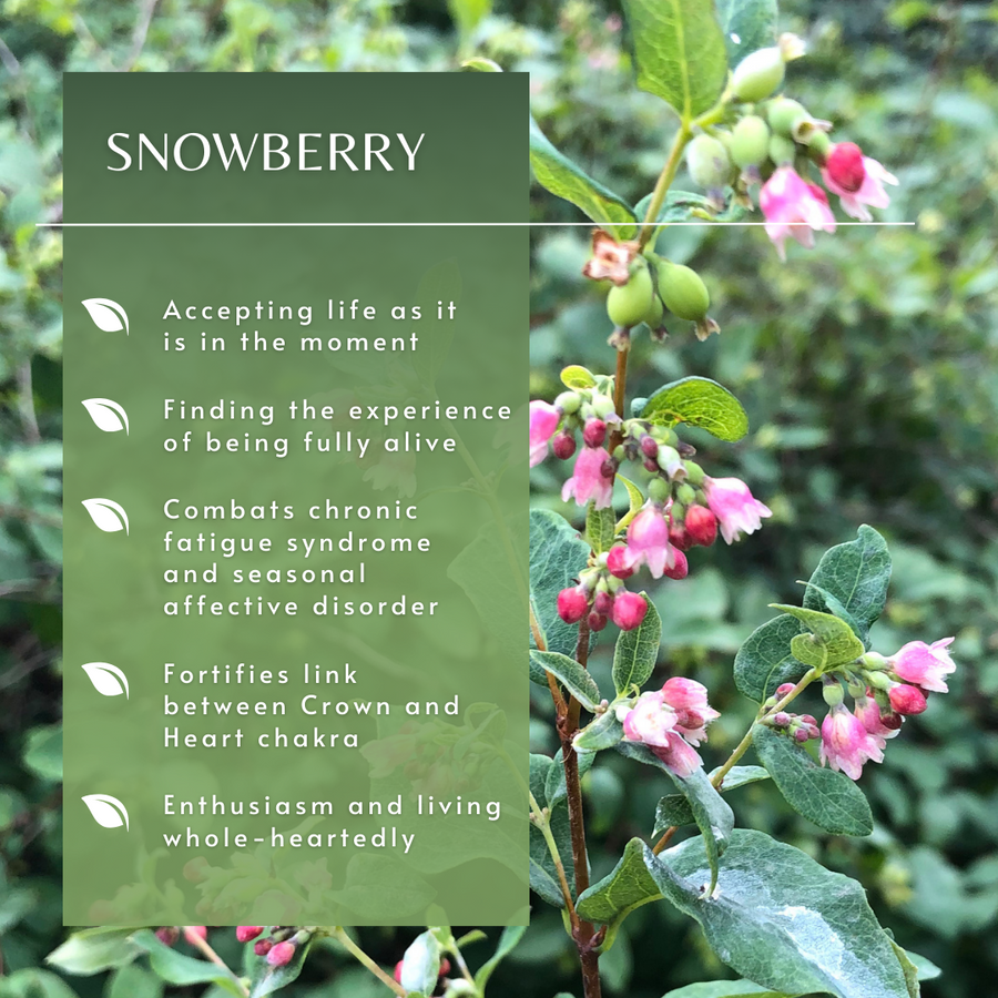 Snowberry Flower Essence