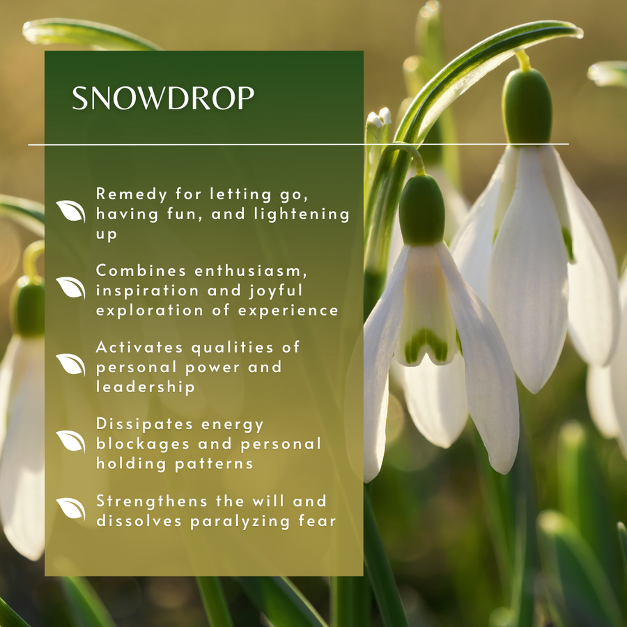 Snowdrop Flower Essence