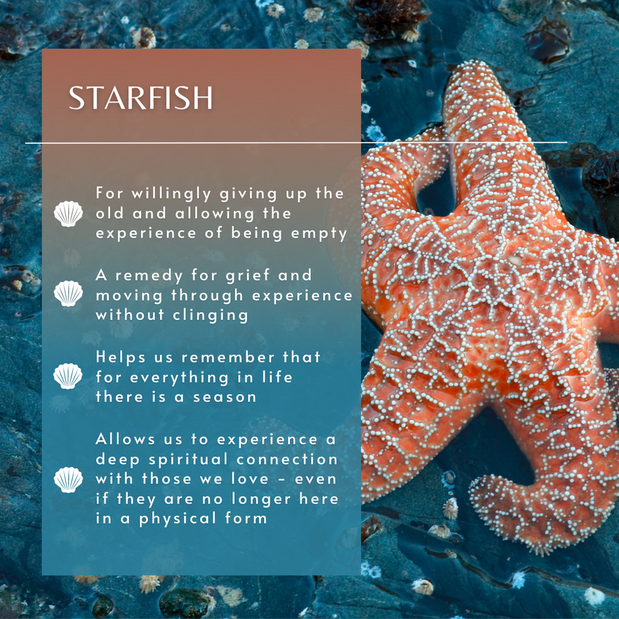 Starfish Sea Essence