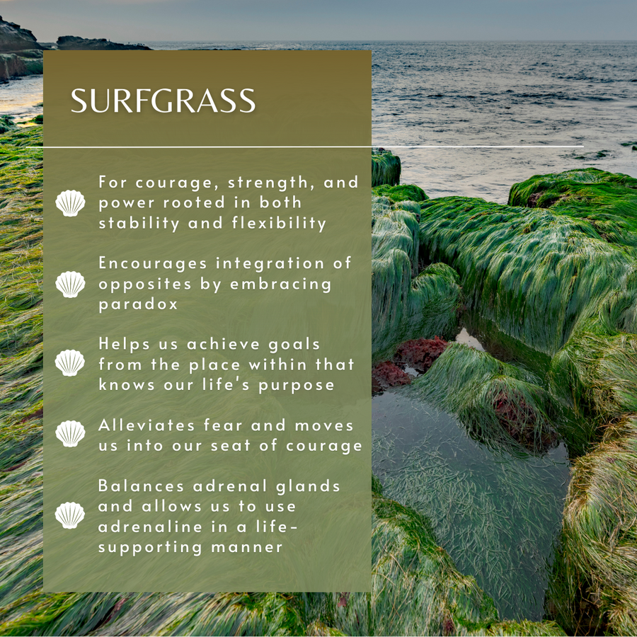 Surfgrass Sea Essence
