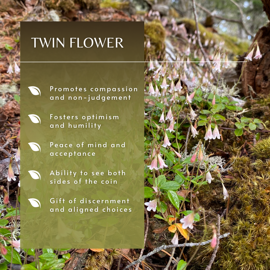 Twin Flower Flower Essence