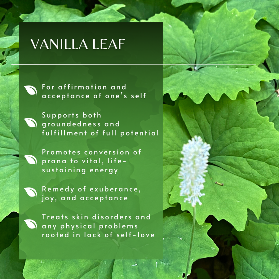 Vanilla Leaf Flower Essence