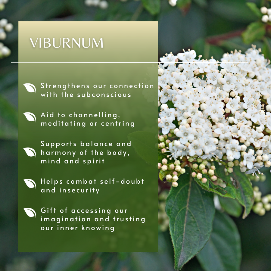 Viburnum Flower Essence