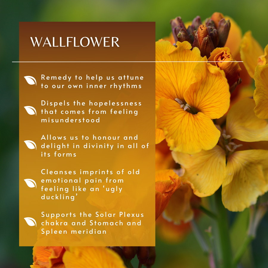 Wallflower Flower Essence
