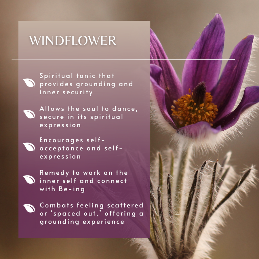 Windflower Flower Essence