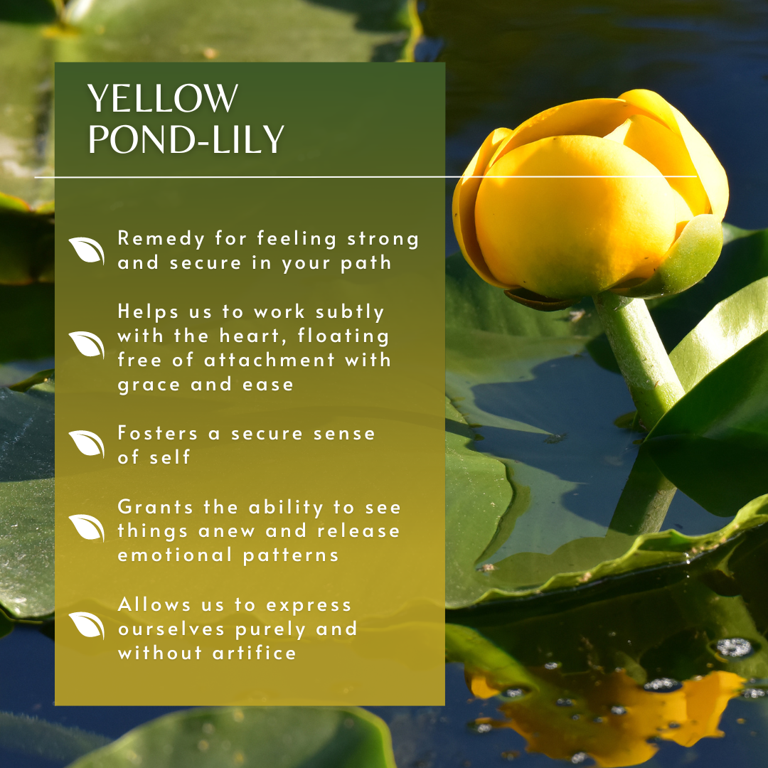 Yellow Pond-Lily | Flower Essence