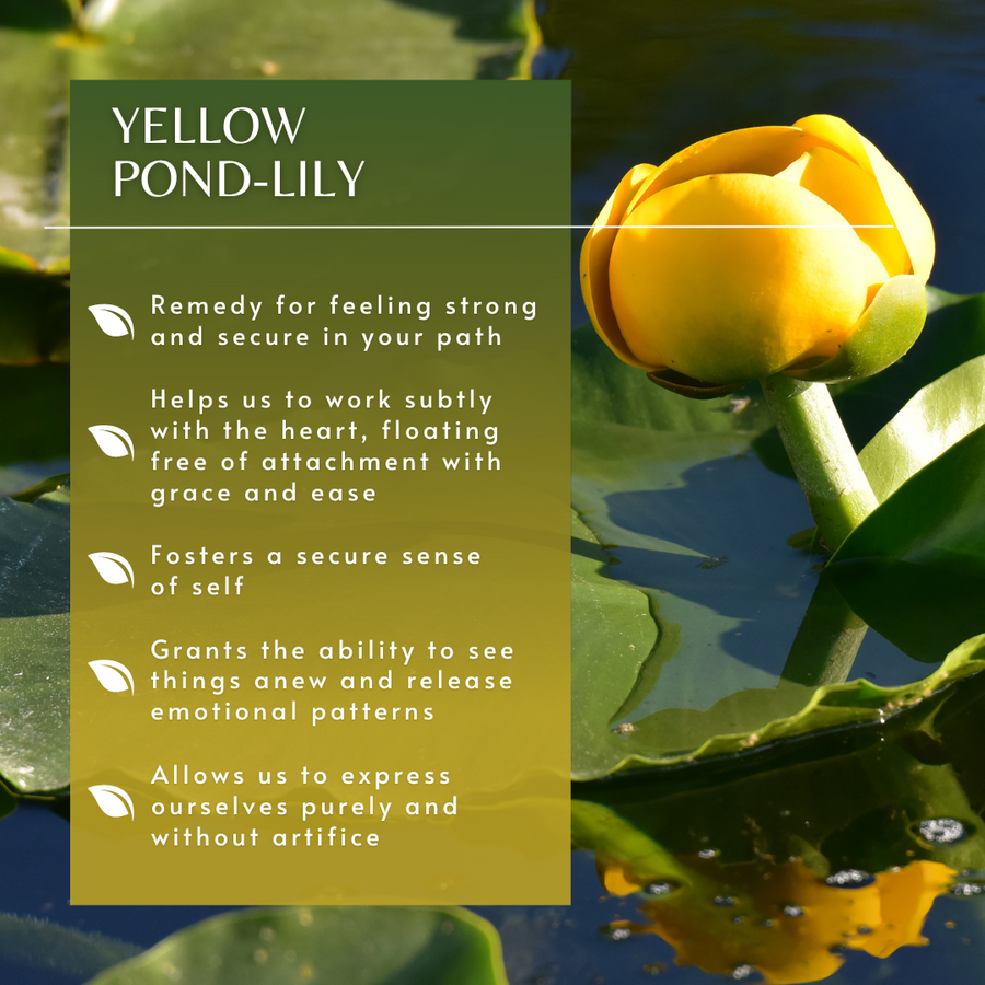 Yellow Pond-Lily Flower Essence
