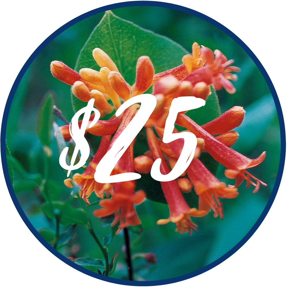 Pacific Essences Gift Card