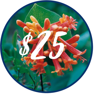 $25.00 Gift Card