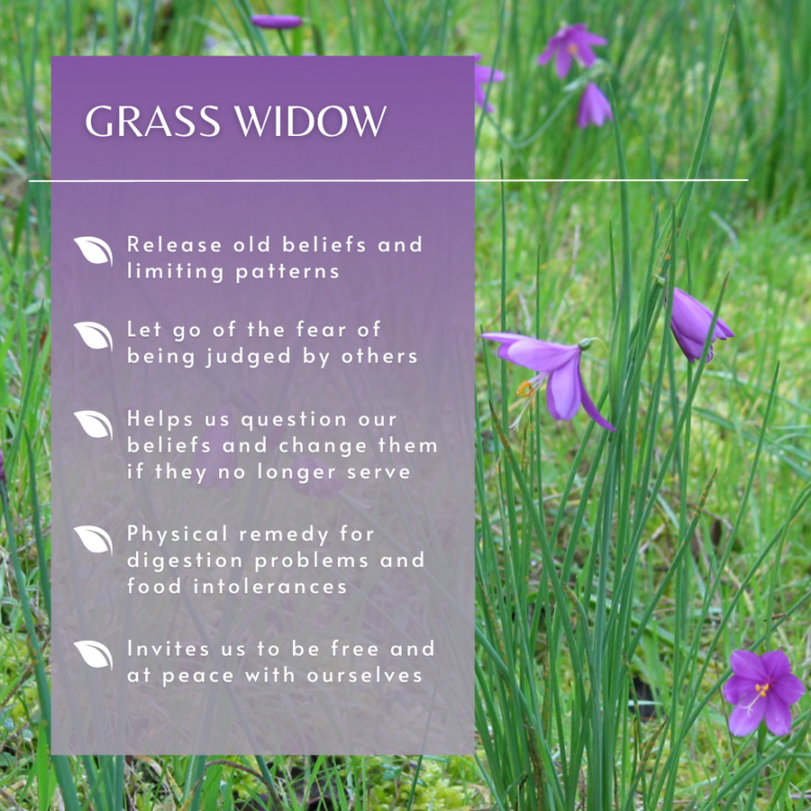 Grass Widow Flower Essence
