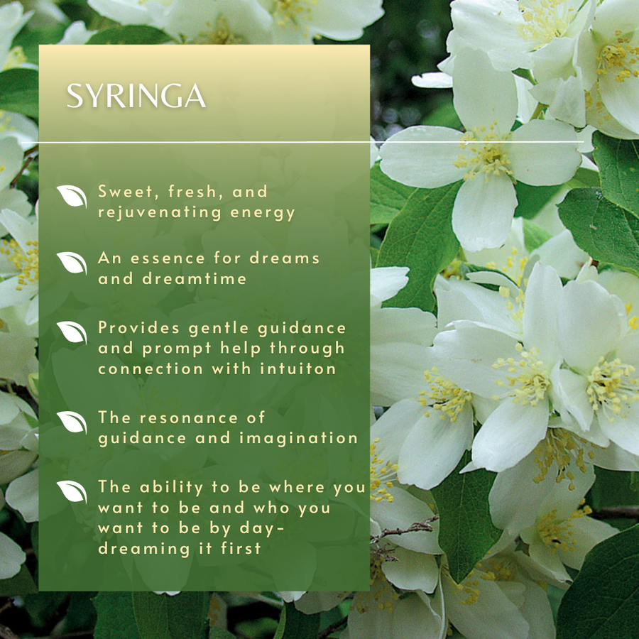 Syringa Tree Essences