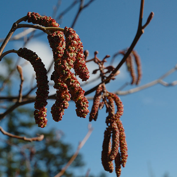 Pacific Essences - Alder - Alnus ruba - Tree Essence