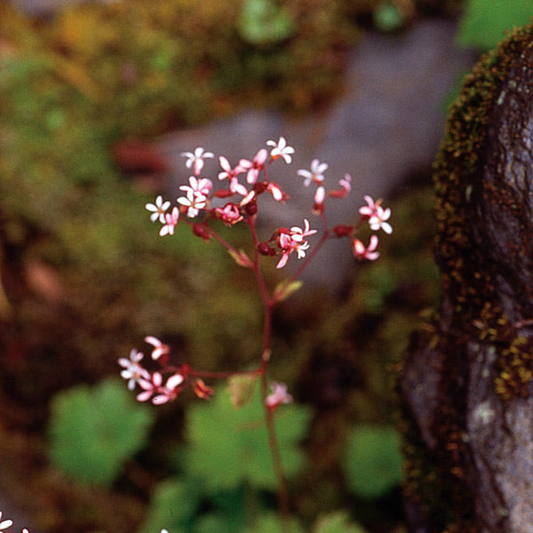 Pacific Essences - Alum Root - heuchera micrantha - Flower Essence