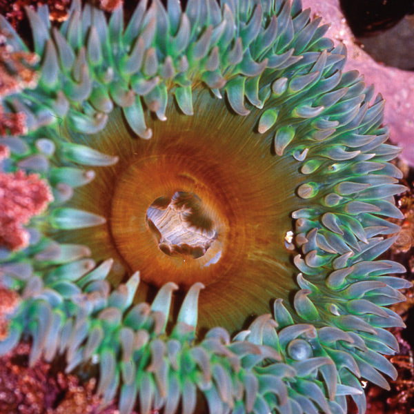 Pacific Essences - Anemone - anthopleura elegantissima - Sea Essence