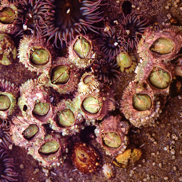 Pacific Essences - Barnacle - balanus glandula - Sea Essence