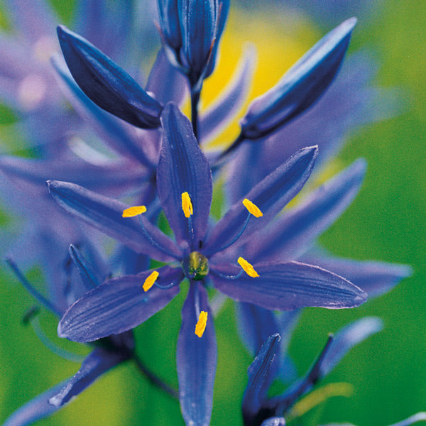 Pacific Essences - Blue Camas - camassia quamash - Flower Essence