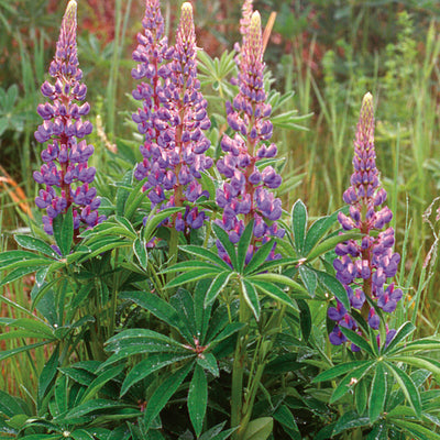 Pacific Essences - Blue Lupin - lupinus rivularis - Flower Essence