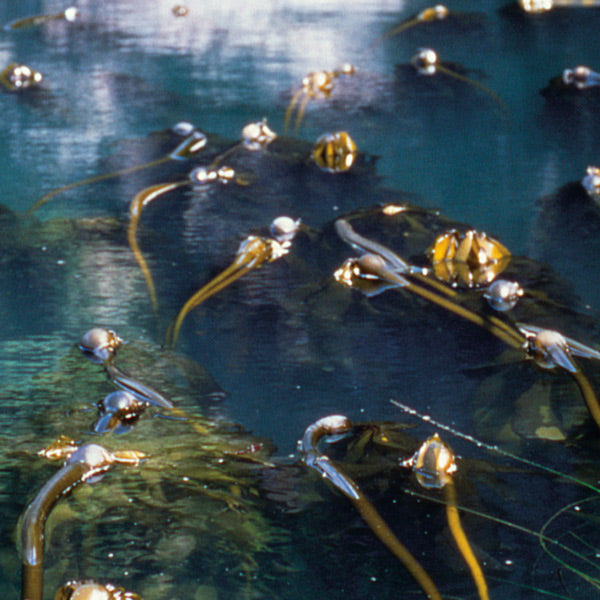 Pacific Essences - Brown Kelp - nereocystis luetkeana - Sea Essence