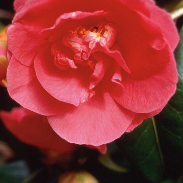 Pacific Essences - Camellia - camellia sasanqua - Flower Essence