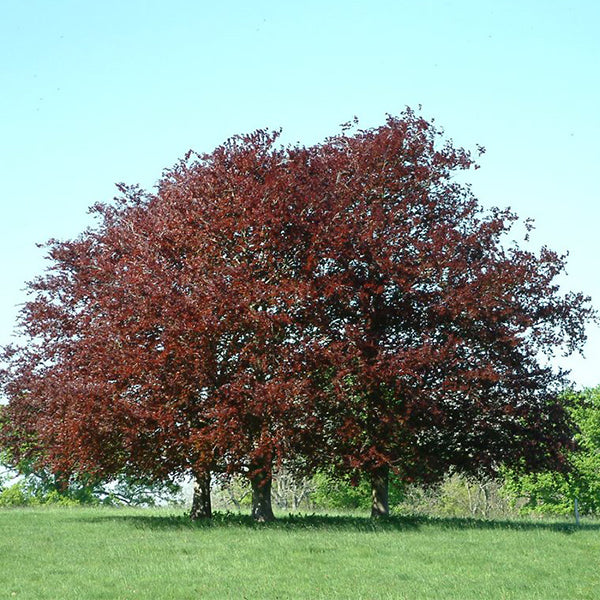 Pacific Essences - Copper Beech - Fagus sylvatica - Tree Essence