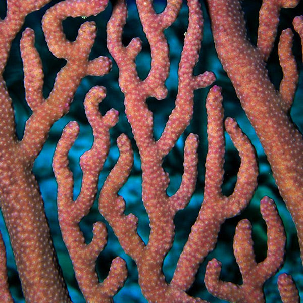 Pacific Essences - Coral - pocillopora meandrina - Sea Essence