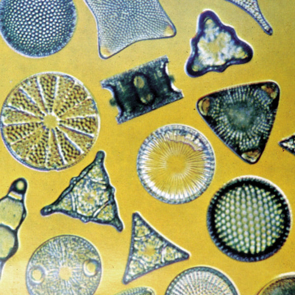 Pacific Essences - Diatoms - amphipleura pellucida - Sea Essence
