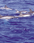 Pacific Essences - Dolphin - stenella longirostris - Sea Essence