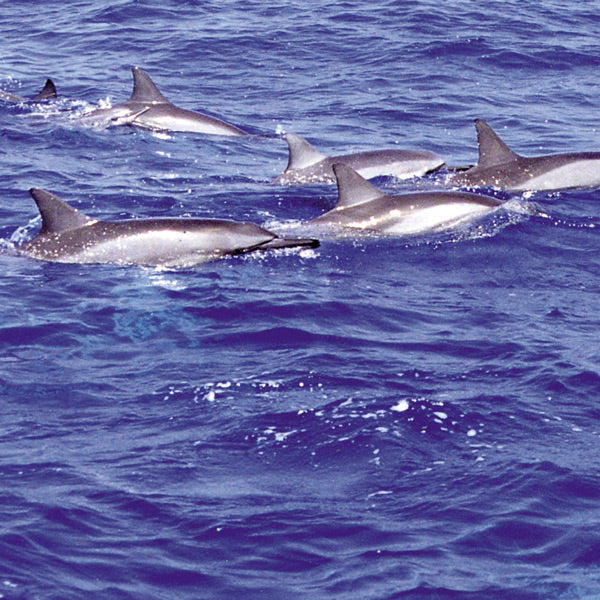 Pacific Essences - Dolphin - stenella longirostris - Sea Essence