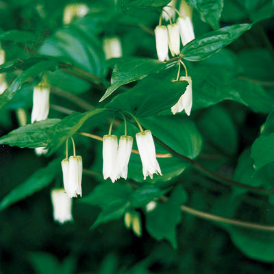 Fairy Bell