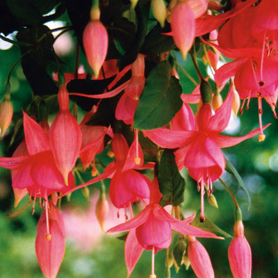 Pacific Essences - Fuchsia - fuchsia - Flower Essence