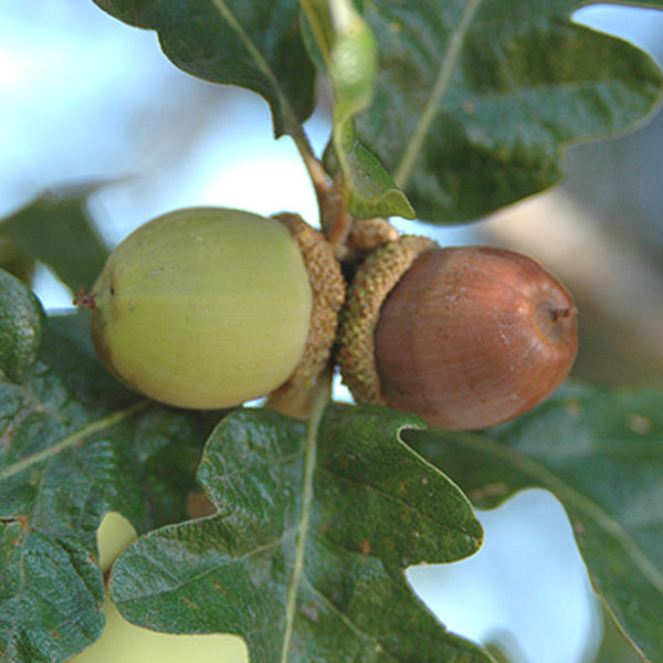 Pacific Essences - Garyy Oak - Quercus garryana - Tree Essence