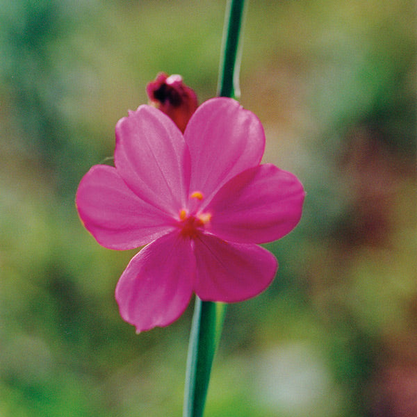 Pacific Essences - Grass Widow - sisyrinchium douglasii - Flower Essence