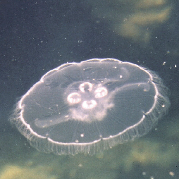 Pacific Essences - Jelly Fish - aurelia aurita - Sea Essence