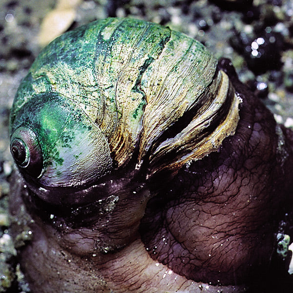 Pacific Essences - Moon Snail - polinices lewisii - Sea Essence