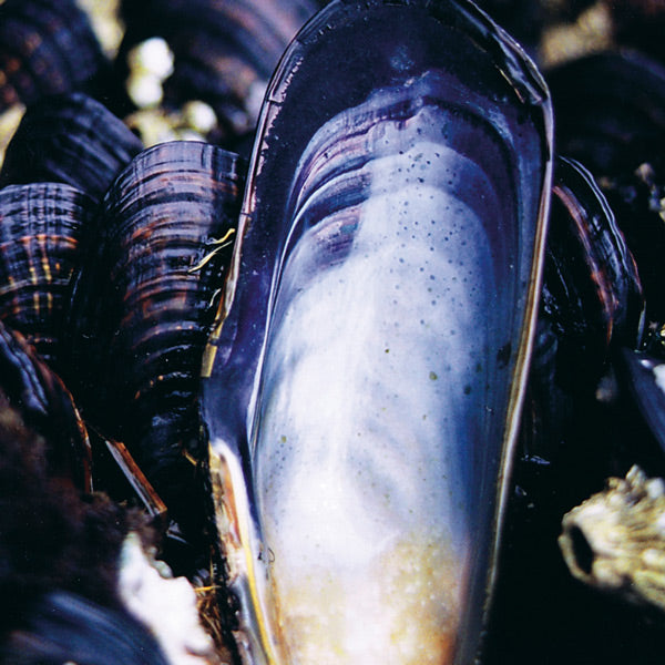 Pacific Essences - Mussel - mytilus edulis - Sea Essence