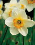 Pacific Essences - Narcissus  - narcissus pseudo-narcissus - Flower Essence