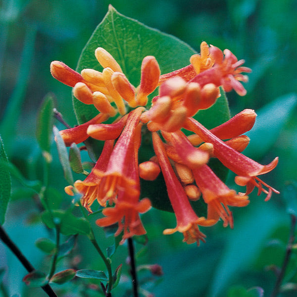 Pacific Essences - Orange Honeysuckle  - lonicera ciliosa - Flower Essence
