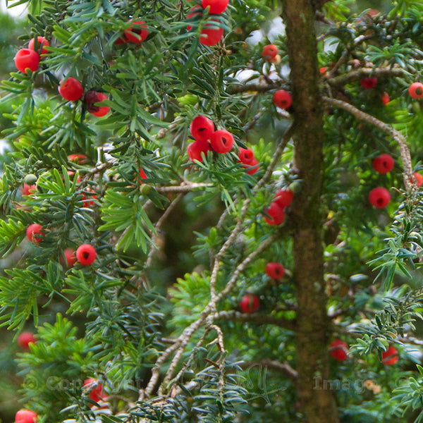 Pacific Essences - Pacific Yew  - Taxus brevifolia - Flower Essence